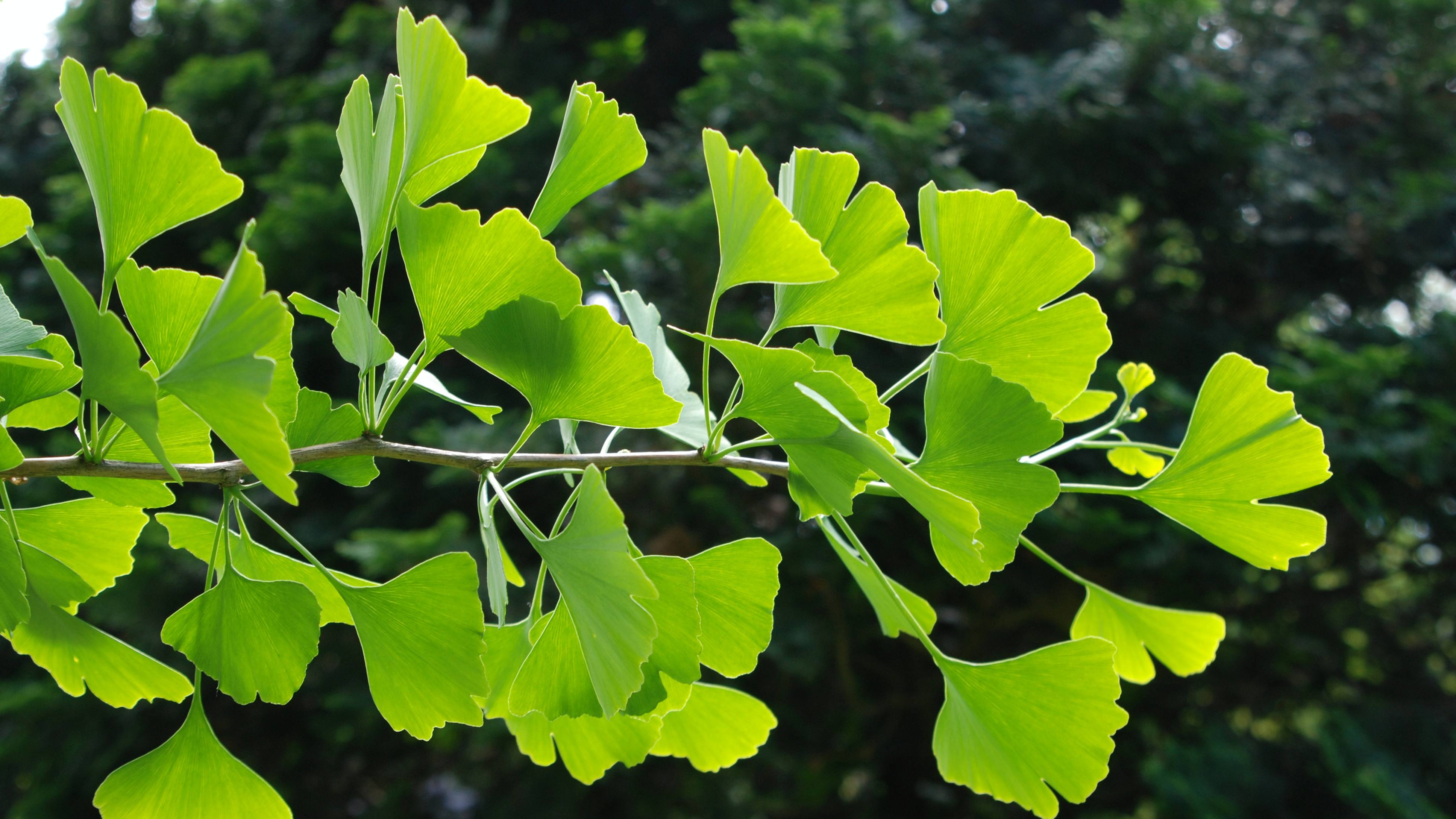 ใบแปะก๊วย (Ginkgo Biloba) ฟื้นฟูการหย่อนสมรรถภาพทางเพศชาย MDX MEN