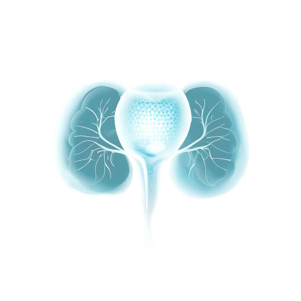 ภาพแสดงต่อมลูกหมากและไตในร่างกายผู้ชาย เน้นความสำคัญของสุขภาพต่อมลูกหมากและการตรวจคัดกรองโรคในผู้ชาย.